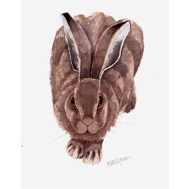 Leveret By Mary Ann Rogers X