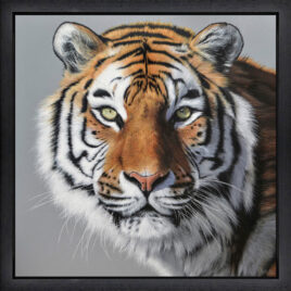 Amur Tiger by Martin Robson
