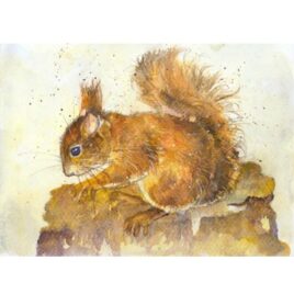 Red Squirrel Study Kate Wyatt