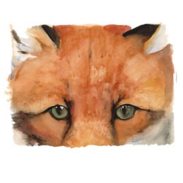 Red Fox, by Jackie Morris