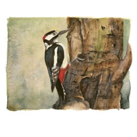 Great Spotted Woodpecker, by Jackie Morris