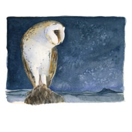 Barn Owl, Jackie Morris