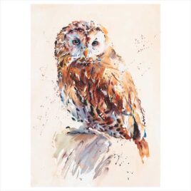 Tawny Owl, by Jake Winkle